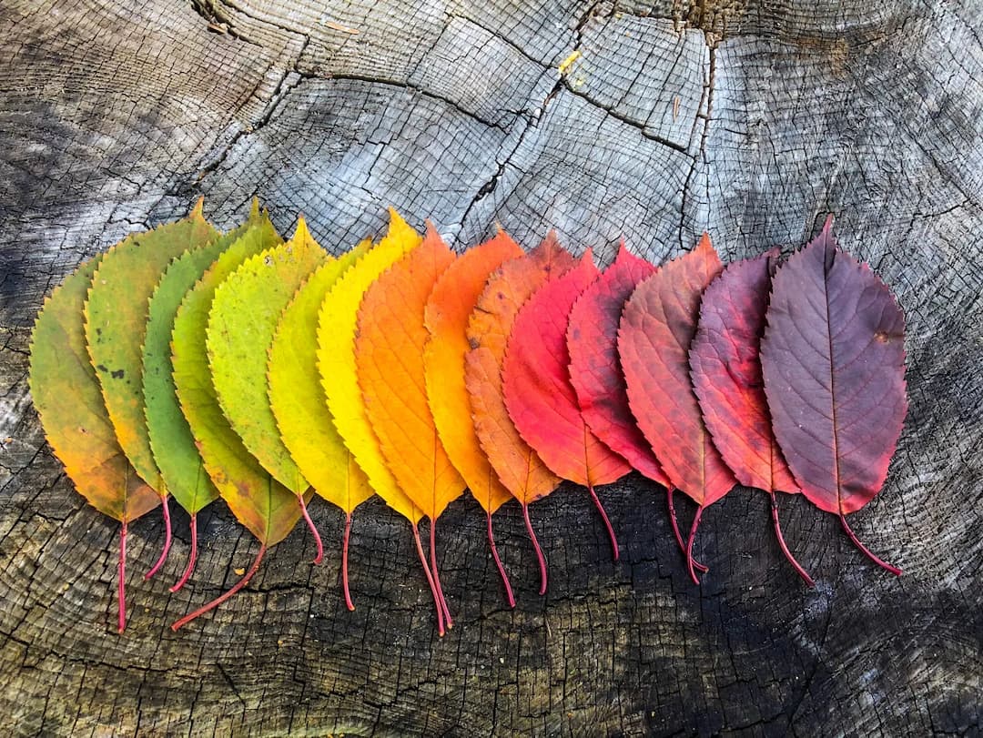 Leaves